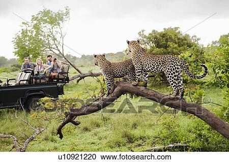 Safari View Large Photo Image Stock Image - Safari. Fotosearch