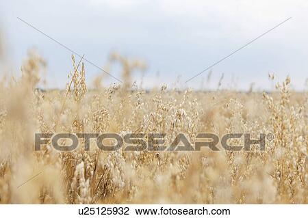 Selective focus of crops growing on farmland against sky View Large Photo Image Stock Image - Selective focus of crops growing on farmland against sky. Fotosearch