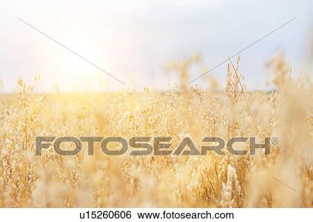 Stock Photograph - Selective focus of crops growing on farmland against sky. Fotosearch