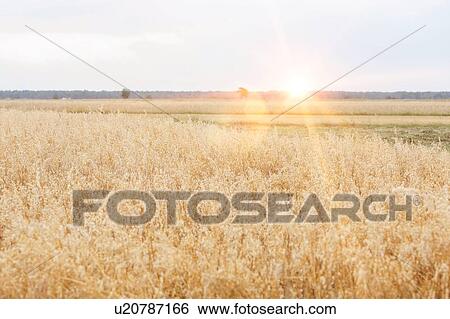 Selective focus of crops growing on farmland against sky View Large Photo Image Stock Photograph - Selective focus of crops growing on farmland against sky. Fotosearch