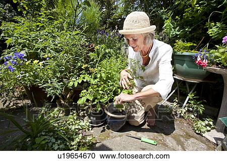 Senior woman crouching while gardening in backyard View Large Photo Image Stock Image - Senior woman crouching while gardening in backyard. Fotosearch