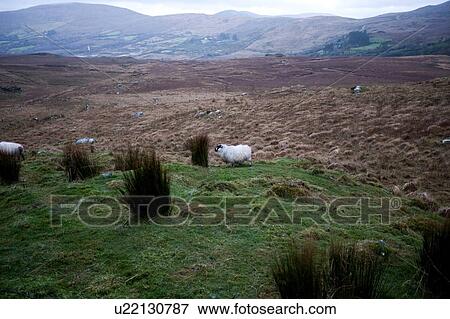 Stock Photo - Sheep grazing near Killarney National Park, Ireland. Fotosearch