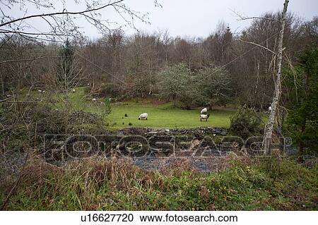 Sheep grazing next a stream, Kenmare, Ireland View Large Photo Image Stock Image - Sheep grazing next a stream, Kenmare, Ireland. Fotosearch