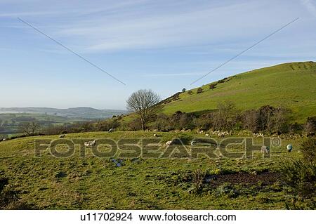 Sheep grazing with hill behind them, County Meath, Ireland View Large Photo Image Picture - Sheep grazing with hill behind them, County Meath, Ireland. Fotosearch