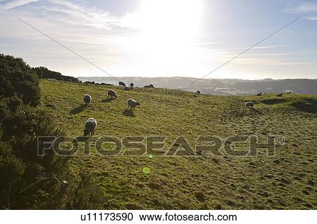 Stock Image - Sheep grazing with sun flare, County Meath, Ireland. Fotosearch