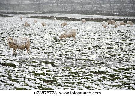 Stock Photo - Sheep on snow covered field. Fotosearch
