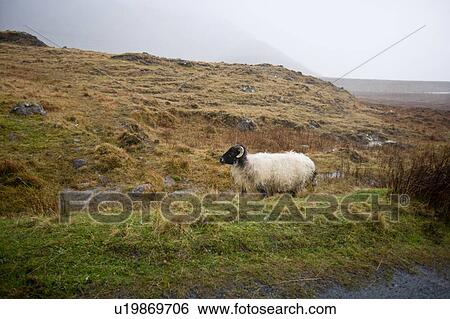 Sheep walking by the road View Large Photo Image Stock Photograph - Sheep walking by the road. Fotosearch