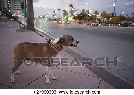 Stock Image - Side view of pet dog with collar belt on sidewalk. Fotosearch