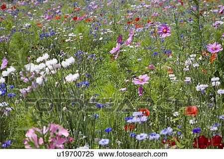 Stock Photography - Southern France. Fotosearch