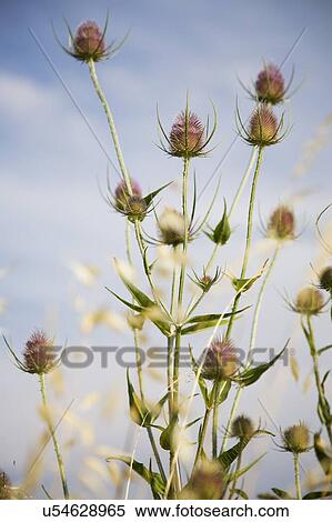 Stock Photography - Southern France. Fotosearch