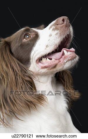 Spaniel dog View Large Photo Image Stock Image - Spaniel dog. Fotosearch