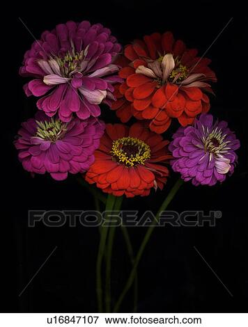 Still Flowers View Large Photo Image Stock Photo - Still Flowers. Fotosearch