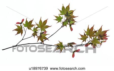 Still Flowers View Large Photo Image Stock Photo - Still Flowers. Fotosearch