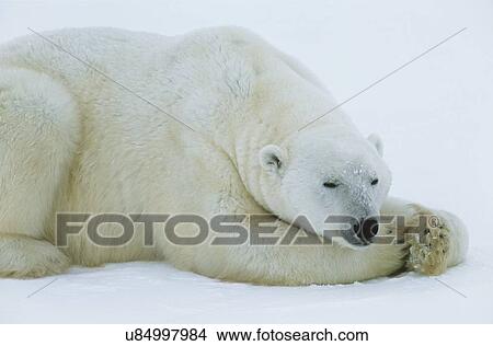 The Wild View Large Photo Image Picture - The Wild. Fotosearch