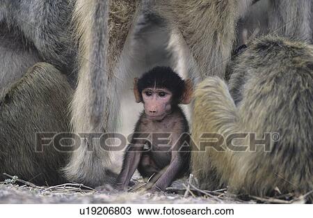 The Wild View Large Photo Image Stock Image - The Wild. Fotosearch