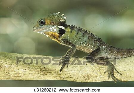 The Wild View Large Photo Image Stock Image - The Wild. Fotosearch