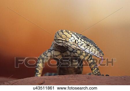 The Wild View Large Photo Image Stock Image - The Wild. Fotosearch