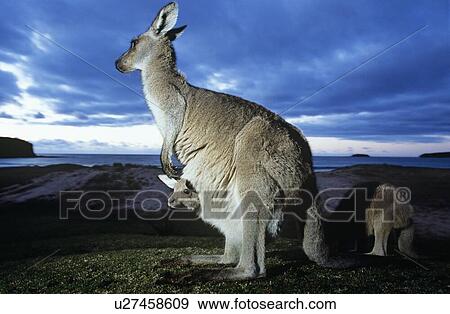 Stock Photo - The Wild. Fotosearch