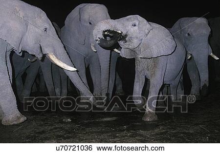 Stock Photograph - The Wild. Fotosearch