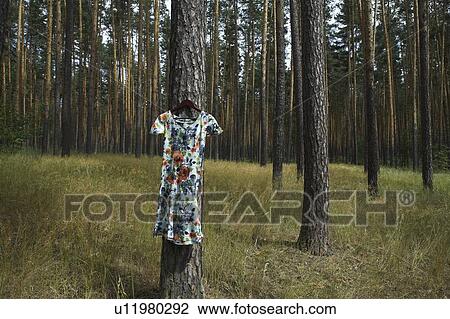 The woods View Large Photo Image Stock Image - The woods. Fotosearch