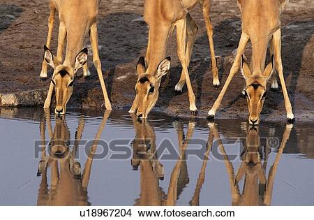 Picture - Three Female deer impala drinking together at watering hole. Fotosearch