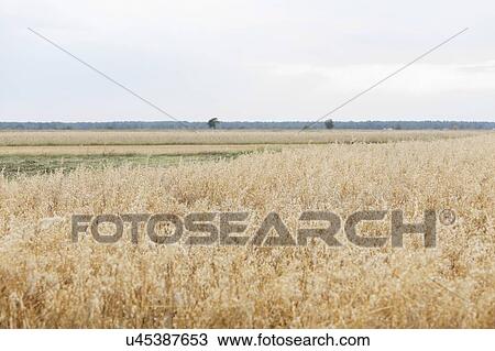 Stock Image - Tranquil view of crops growing on farmland against sky. Fotosearch
