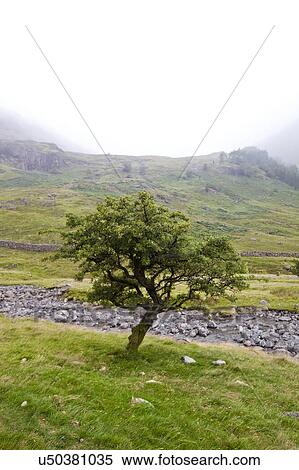 Stock Photography - Tree by small stream at countryside. Fotosearch