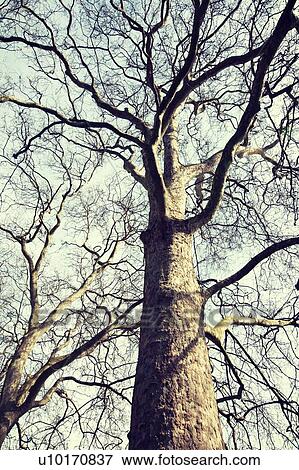 Stock Photo - Tree in Winter. Fotosearch
