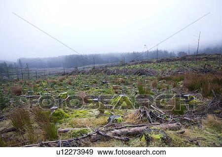 Tree stumps in front of forest View Large Photo Image Stock Photo - Tree stumps in front of forest. Fotosearch