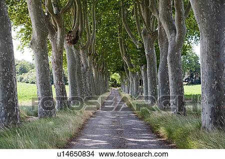 Picture - Treelined path on country road. Fotosearch