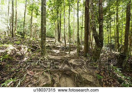 Stock Photography - Trees with roots in forest; Koh Pha Ngan; Thailand. Fotosearch