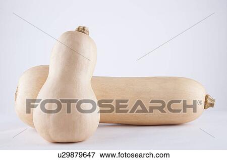 Two butternut pumpkins over white background View Large Photo Image Stock Photo - Two butternut pumpkins over white background. Fotosearch