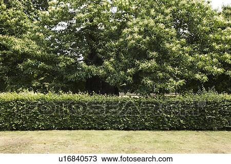 Stock Image - View of hedge and trees in park. Fotosearch
