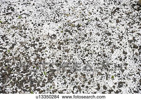 Picture - White and black gravel. Fotosearch