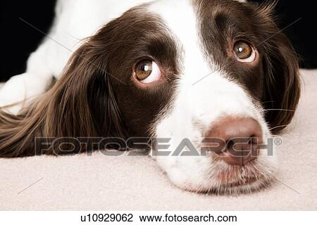 Stock Image - White and Brown Cocker spaniel portrait in studio. Fotosearch