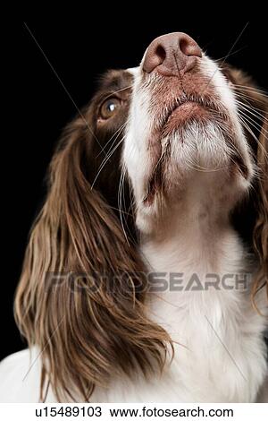 White and Brown Cocker spaniel portrait in studio View Large Photo Image Stock Image - White and Brown Cocker spaniel portrait in studio. Fotosearch