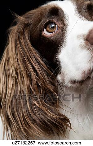 Stock Photo - White and Brown Cocker spaniel portrait in studio. Fotosearch