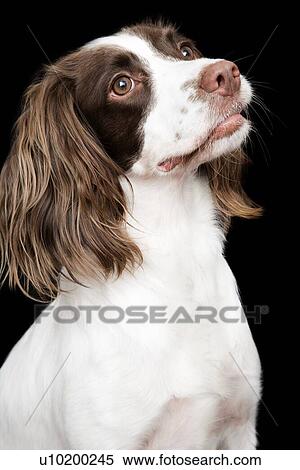 White and Brown Cocker spaniel portrait in studio View Large Photo Image Stock Photography - White and Brown Cocker spaniel portrait in studio. Fotosearch