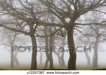 Winter morning View Large Photo Image Stock Photo - Winter morning. Fotosearch