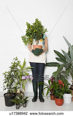 Woman holding potted orange tree over face View Large Photo Image Stock Image - Woman holding potted orange tree over face. Fotosearch