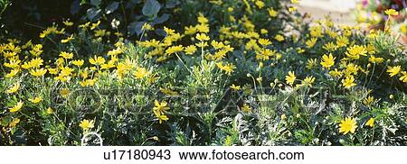 Stock Image - Yellow windflowers growing in field. Fotosearch