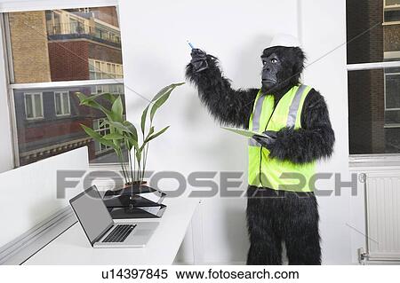 Stock Photography - Young male engineer in gorilla costume and safety wear pointing towards window. Fotosearch