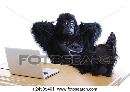 Young man in gorilla costume resting feet on desk at office View Large Photo Image Stock Image - Young man in gorilla costume resting feet on desk at office. Fotosearch