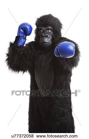 Young man in gorilla costume wearing boxing gloves against white background View Large Photo Image Stock Photo - Young man in gorilla costume wearing boxing gloves against white background. Fotosearch