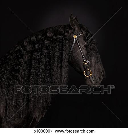 black horse portrait View Large Photo Image Stock Photo - black horse portrait. Fotosearch