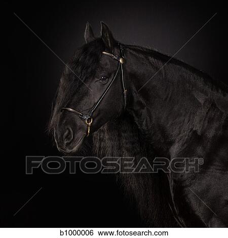 black horse portrait View Large Photo Image Stock Photograph - black horse portrait. Fotosearch