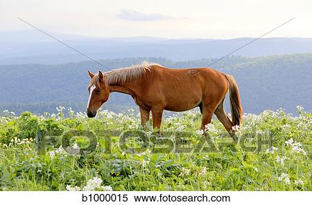 Stock Photography - brown horse on a field. Fotosearch