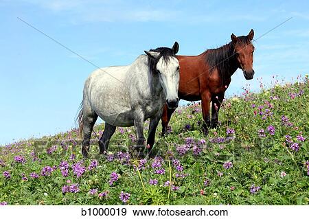 Stock Photo - couple of horses. Fotosearch
