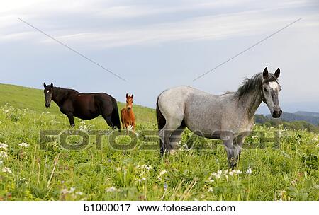 Stock Photo - three horses on a field. Fotosearch