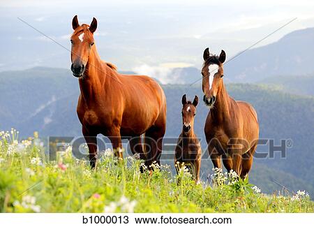 Stock Image - three lovely horses. Fotosearch